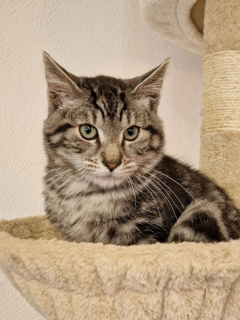 Kater sucht neues Zuhause