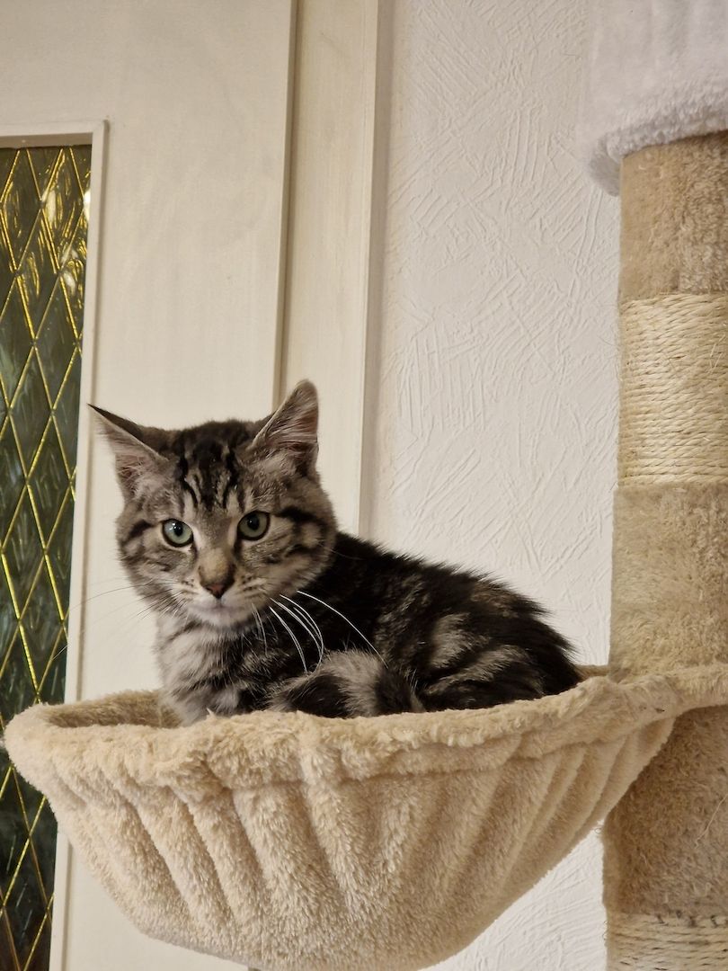 Kater sucht neues Zuhause