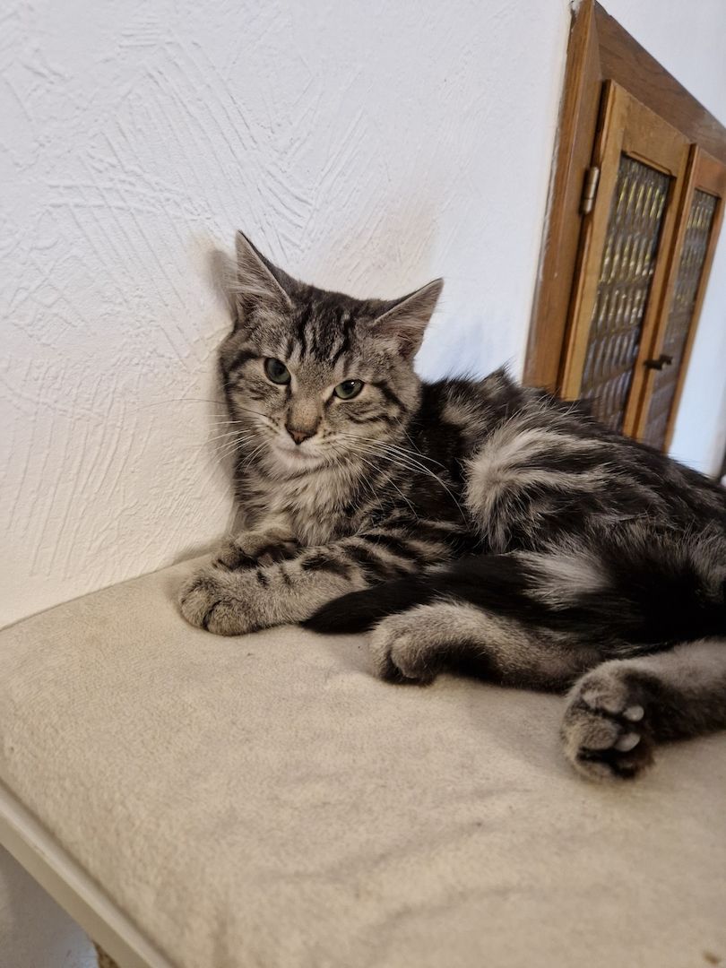 Kater sucht neues Zuhause