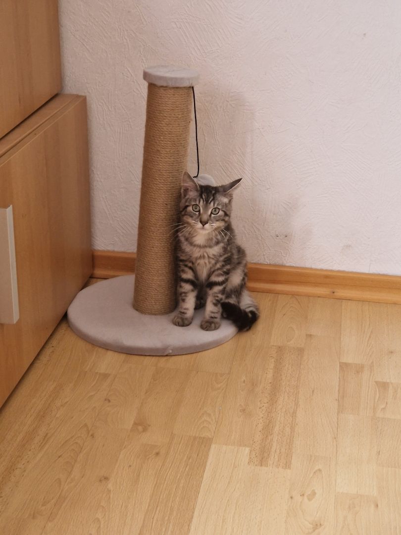 Kater sucht neues Zuhause