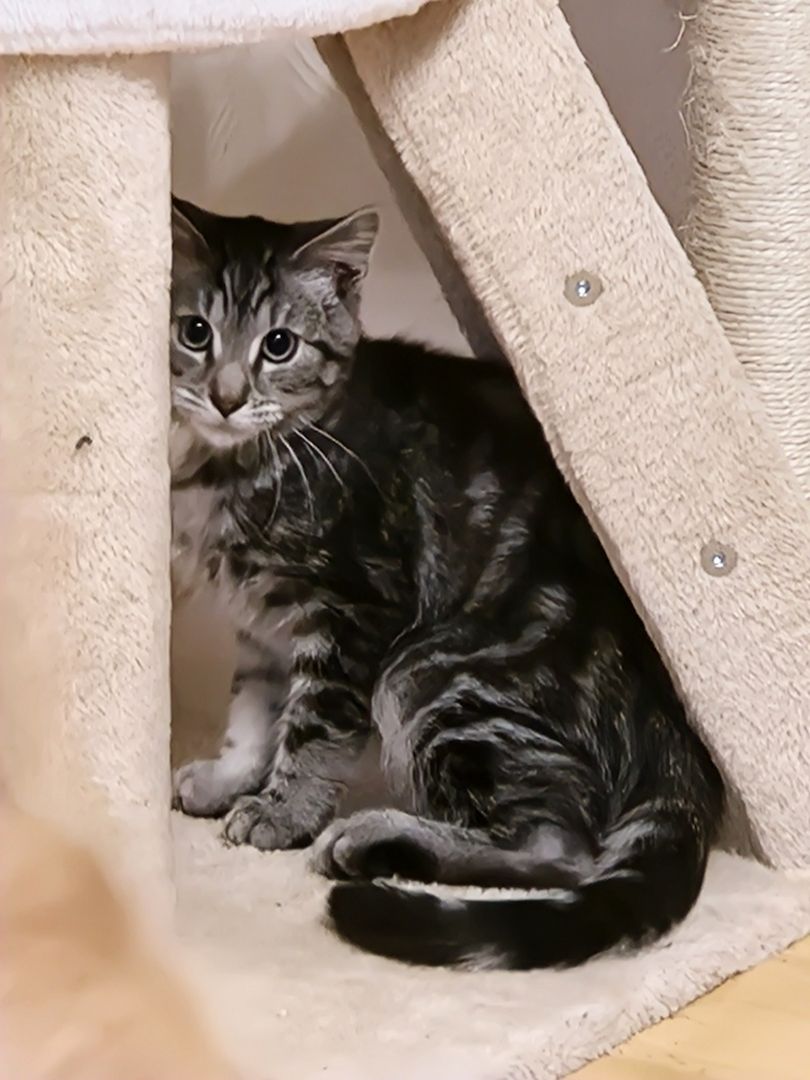 Kater sucht neues Zuhause