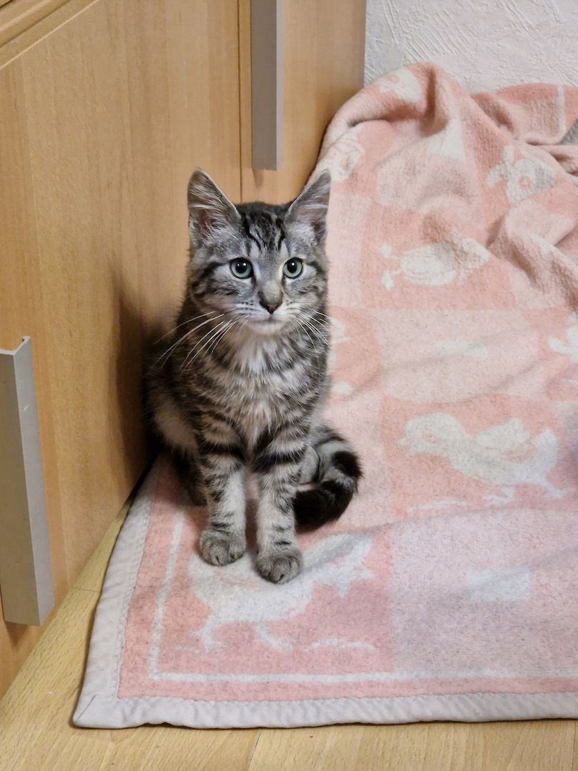 Kater sucht neues Zuhause