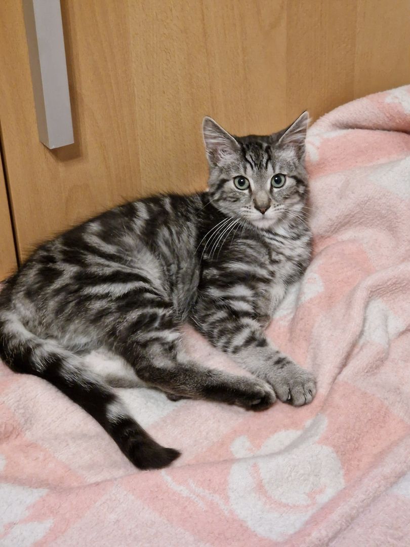 Kater sucht neues Zuhause