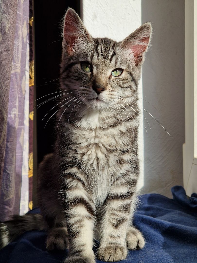 Kater sucht neues Zuhause