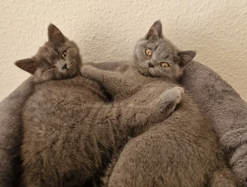 BKH Kitten suchen dringend neues Zuhause
