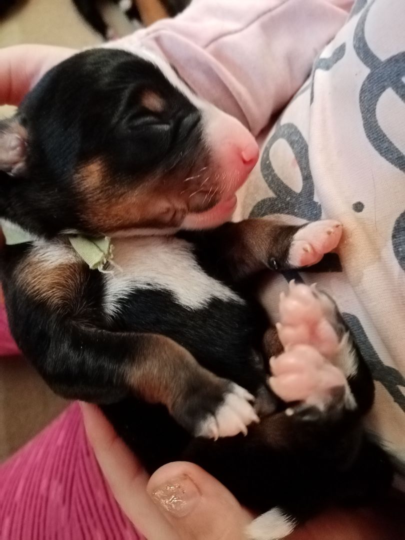 Appenzeller Sennenhundwelpen mit Stammbaum