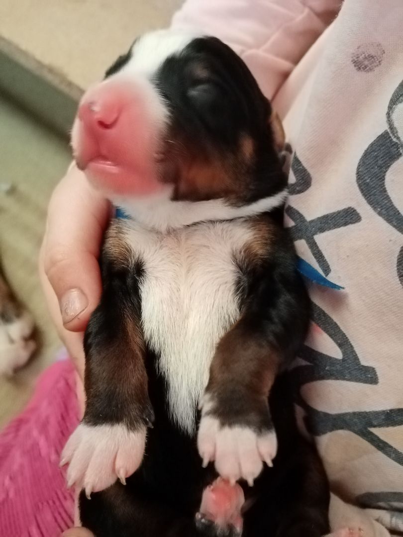 Appenzeller Sennenhundwelpen mit Stammbaum