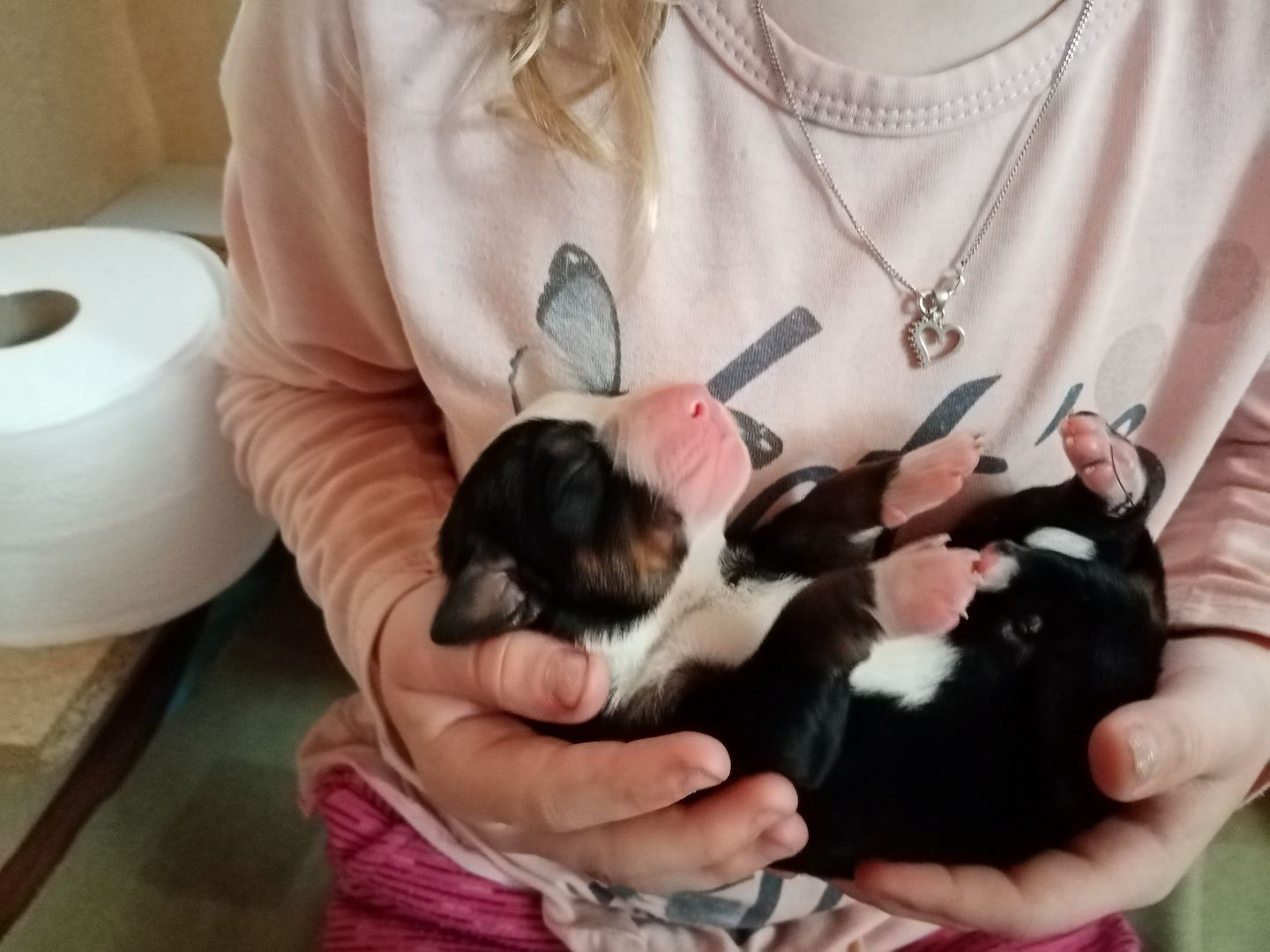 Appenzeller Sennenhundwelpen mit Stammbaum