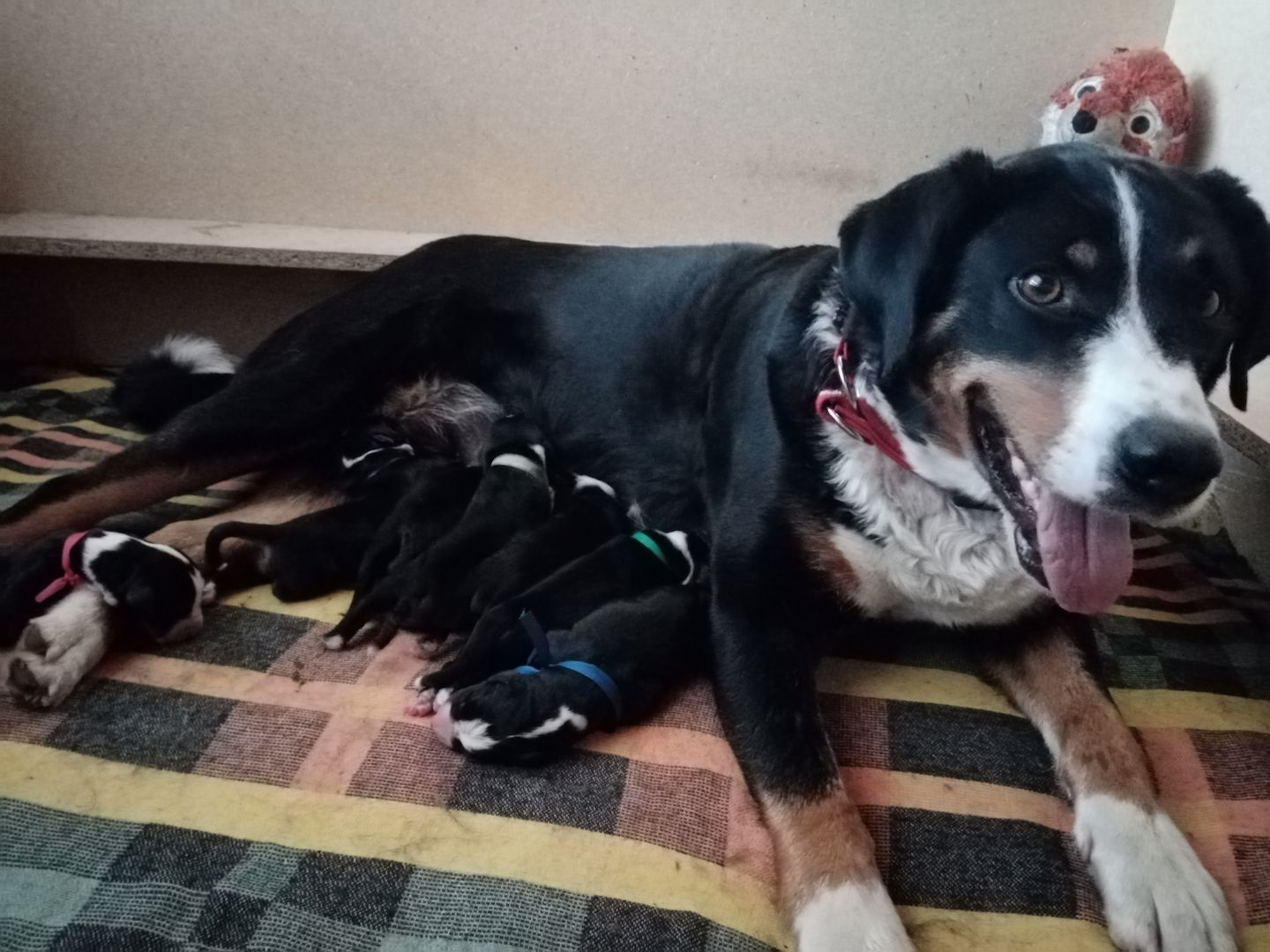 Appenzeller Sennenhundwelpen mit Stammbaum