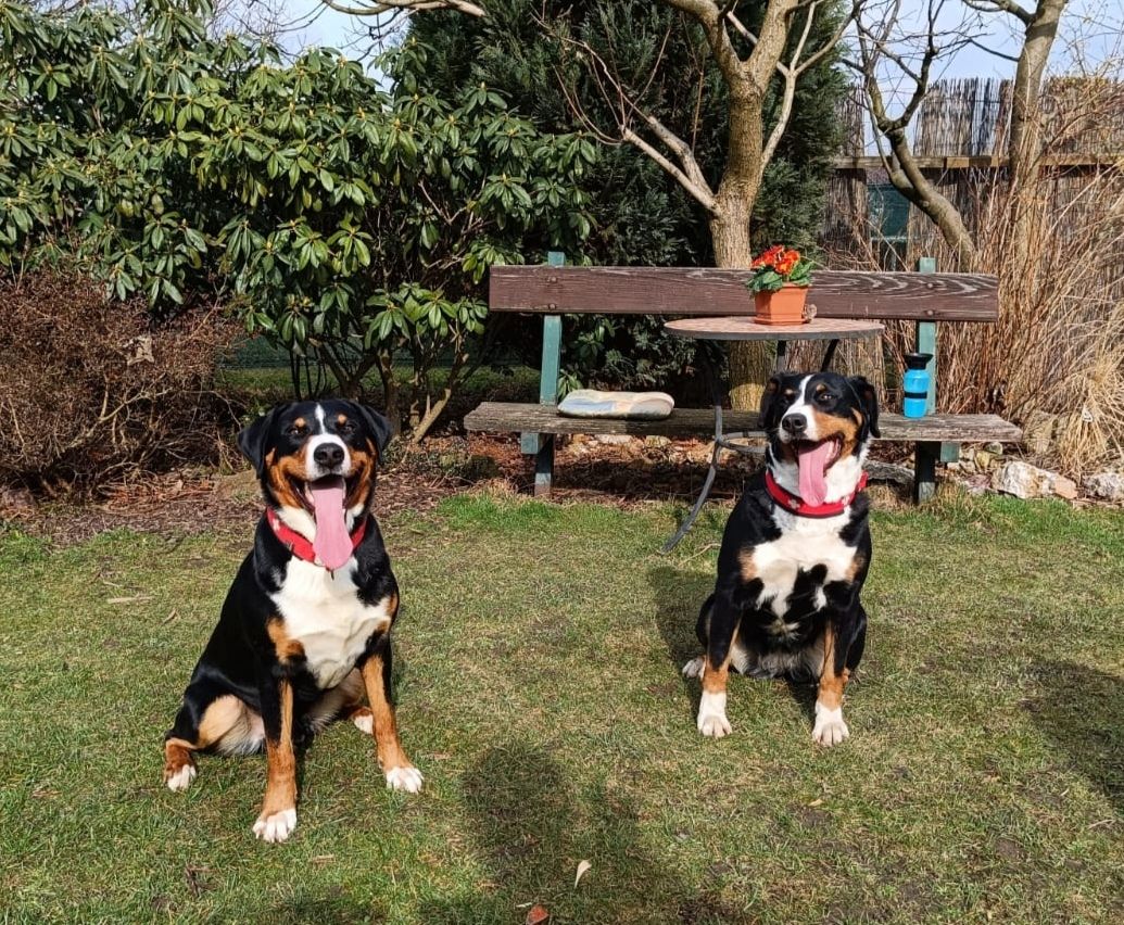 Appenzeller Sennenhundwelpen mit Stammbaum