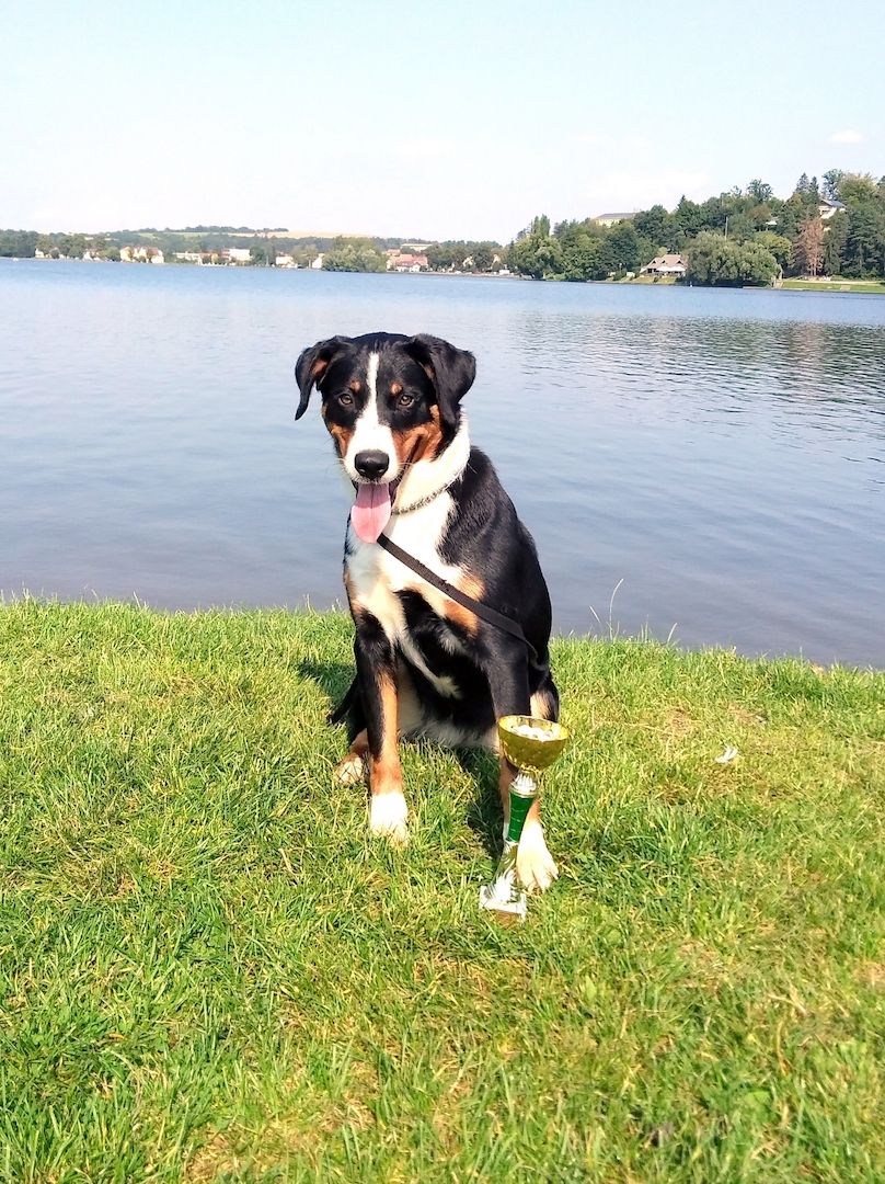 Appenzeller Sennenhundwelpen mit Stammbaum