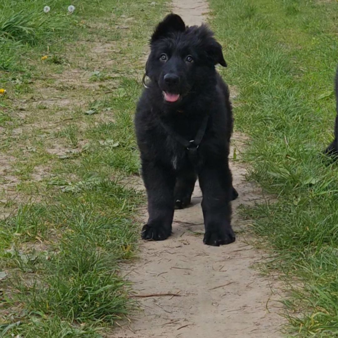 Altdeutscher schäferhund Welpe Hündin Altdeutscher schäferhund Welpe Hündin