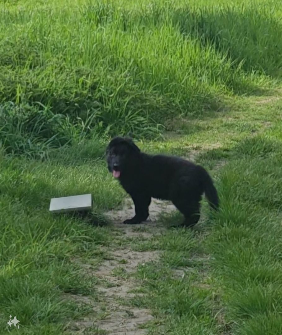 Altdeutscher schäferhund Welpe Hündin Altdeutscher schäferhund Welpe Hündin