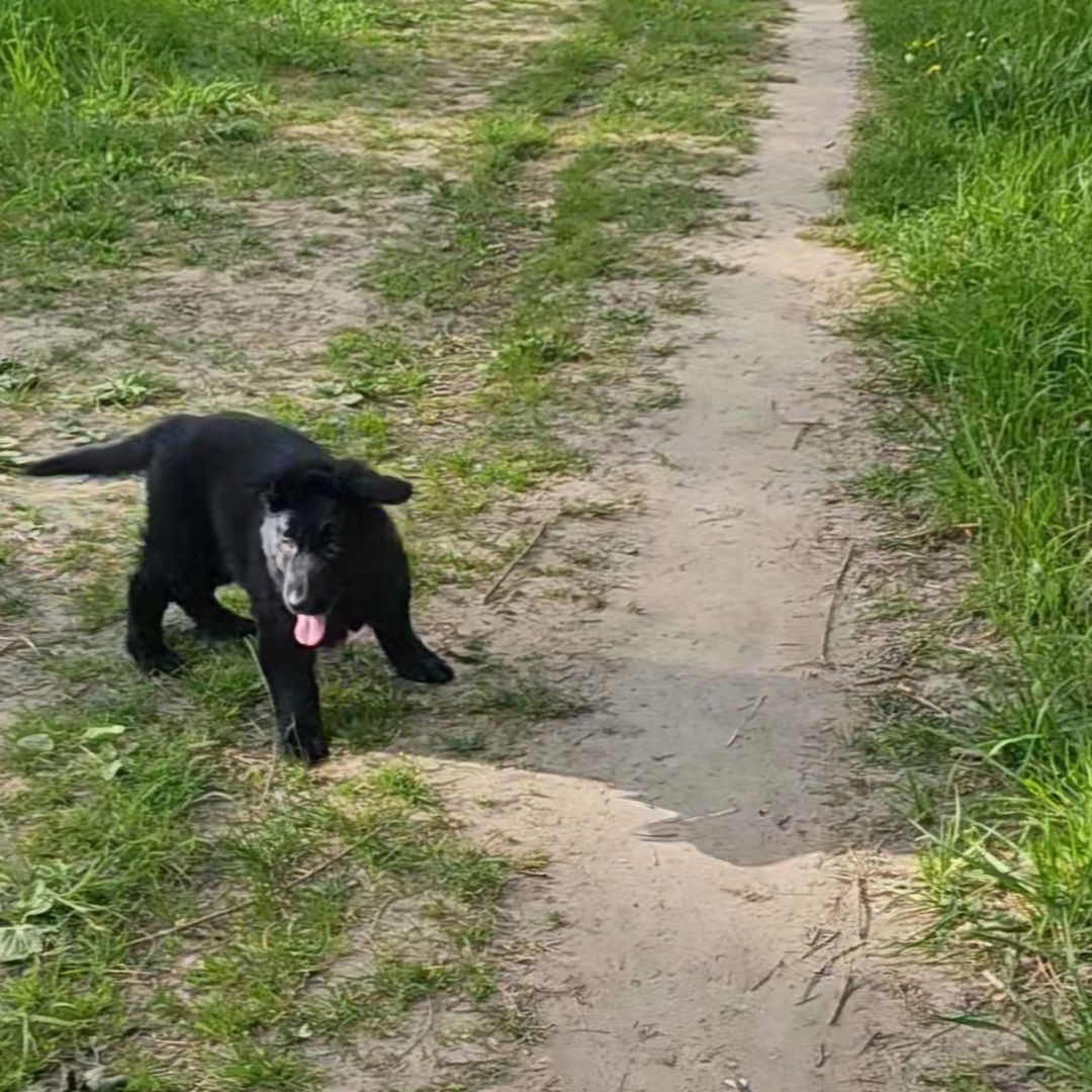 Altdeutscher schäferhund Welpe Hündin Altdeutscher schäferhund Welpe Hündin