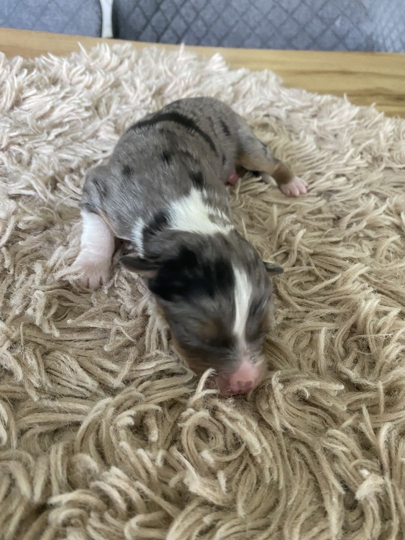 Australian Shepherd Welpen Australian Shepherd Welpen