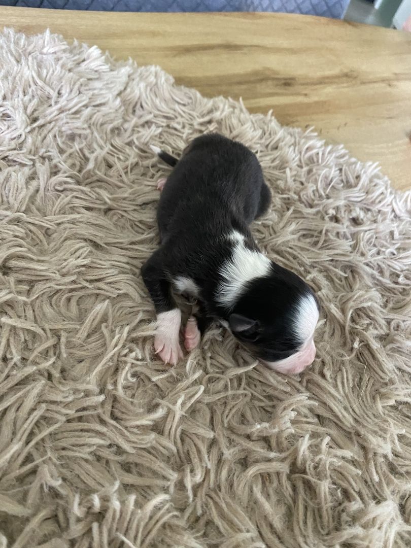 Australian Shepherd Welpen Australian Shepherd Welpen