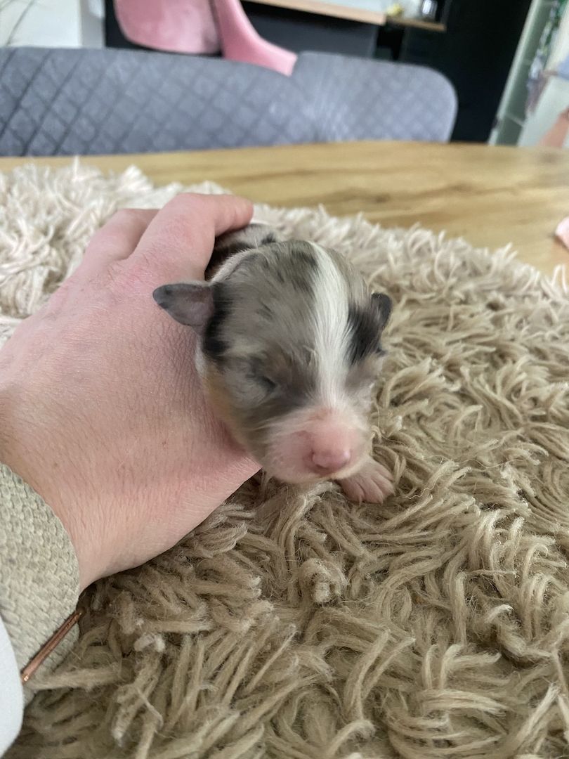 Australian Shepherd Welpen Australian Shepherd Welpen