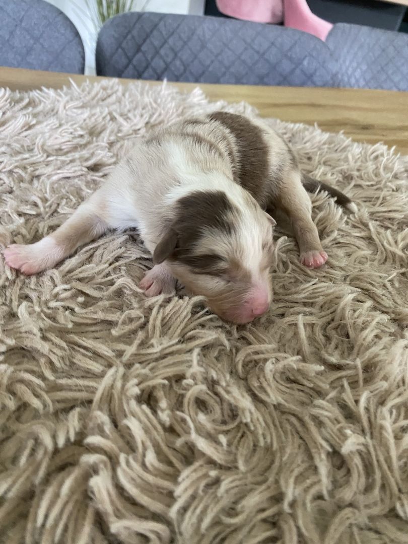 Australian Shepherd Welpen Australian Shepherd Welpen