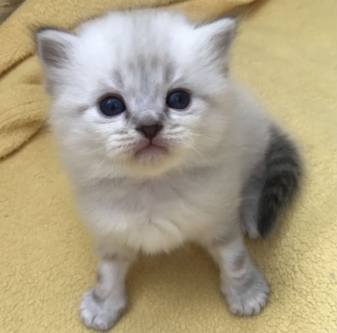 Britisch Langhaarkater Flocke