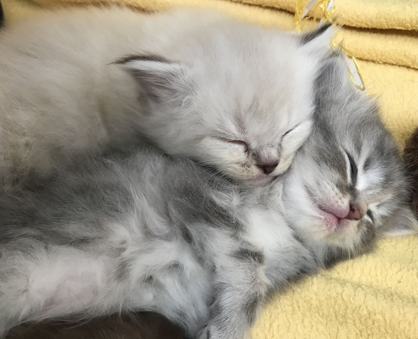 Britisch Langhaarkater Flocke