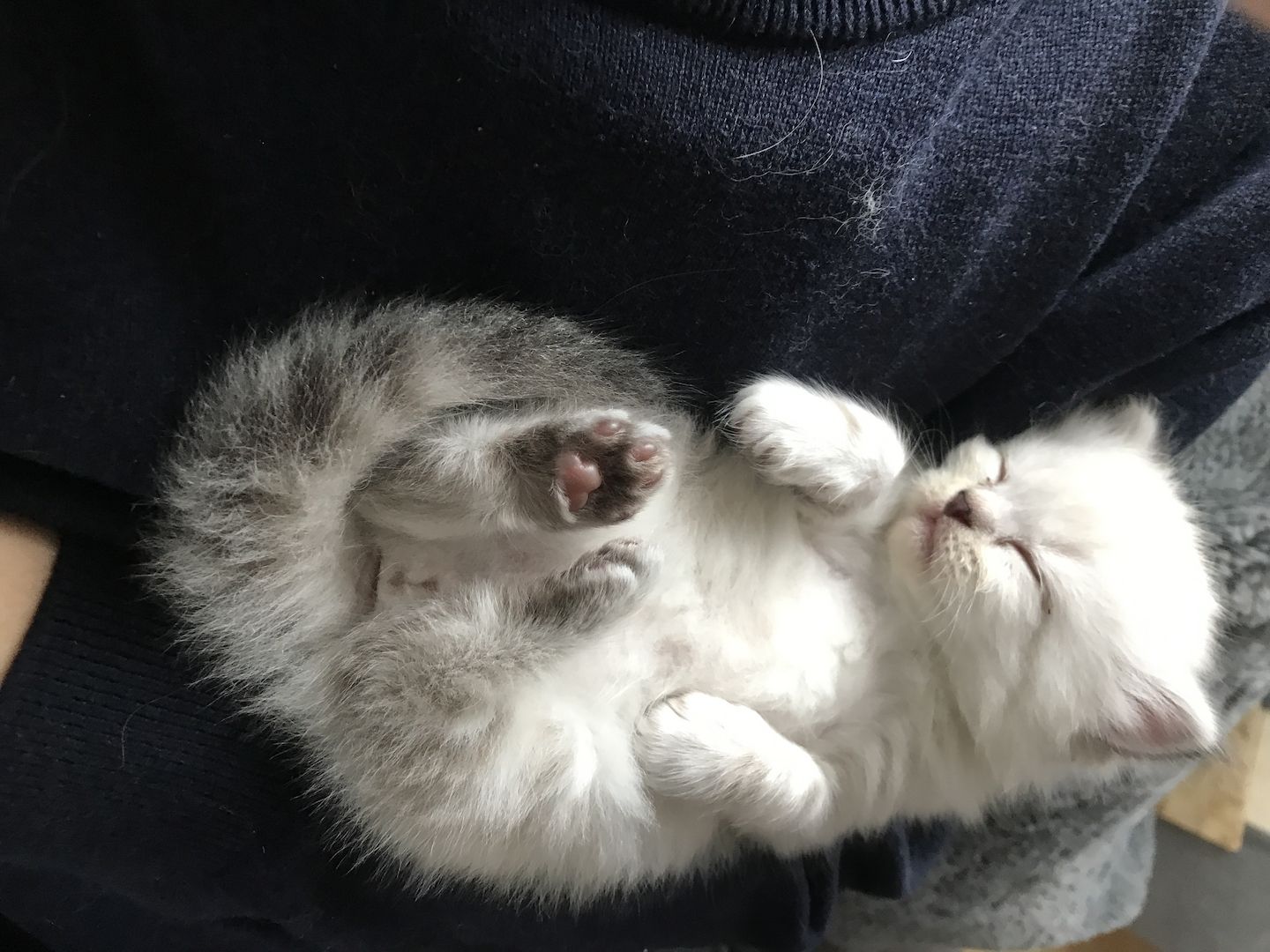 Britisch Langhaarkater Flocke