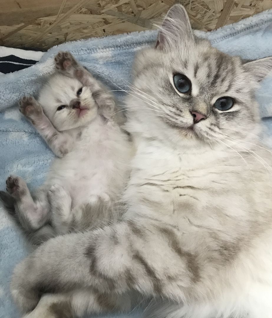 Britisch Langhaarkater Flocke