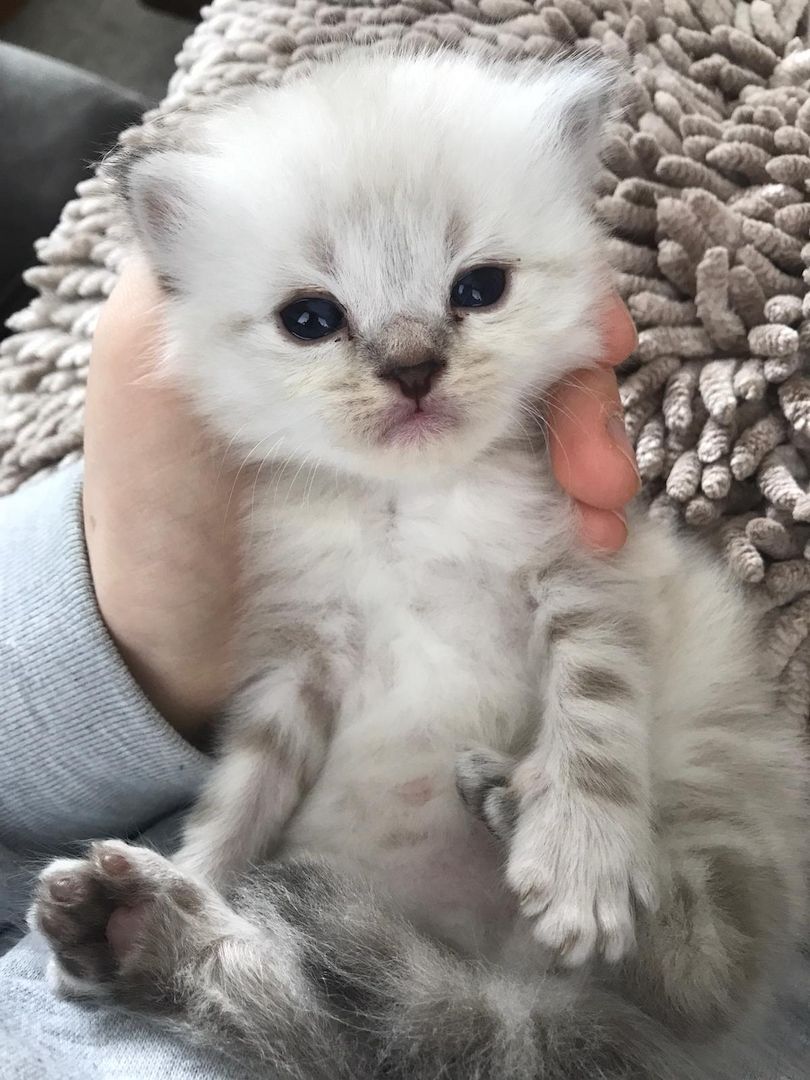 Britisch Langhaarkater Flocke