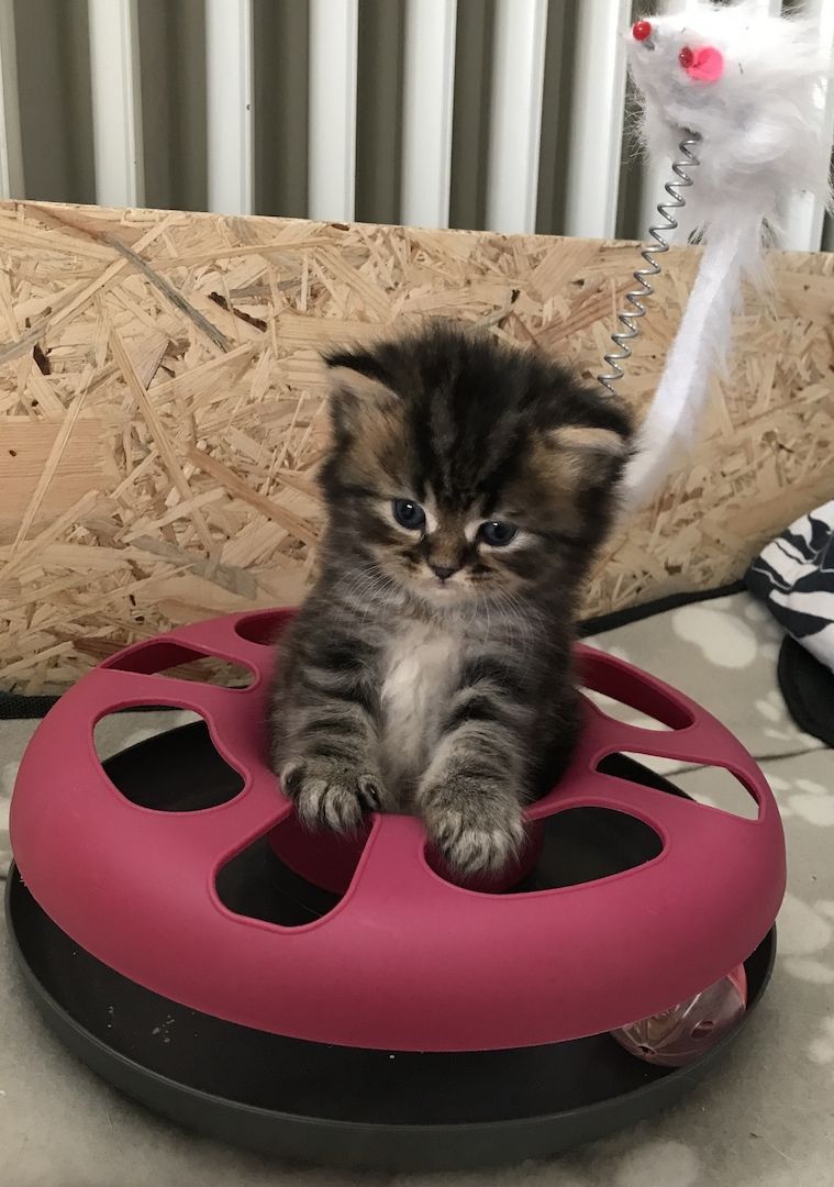 Britisch Langhaarkater Tiger