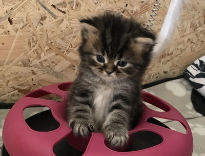 Britisch Langhaarkater Tiger