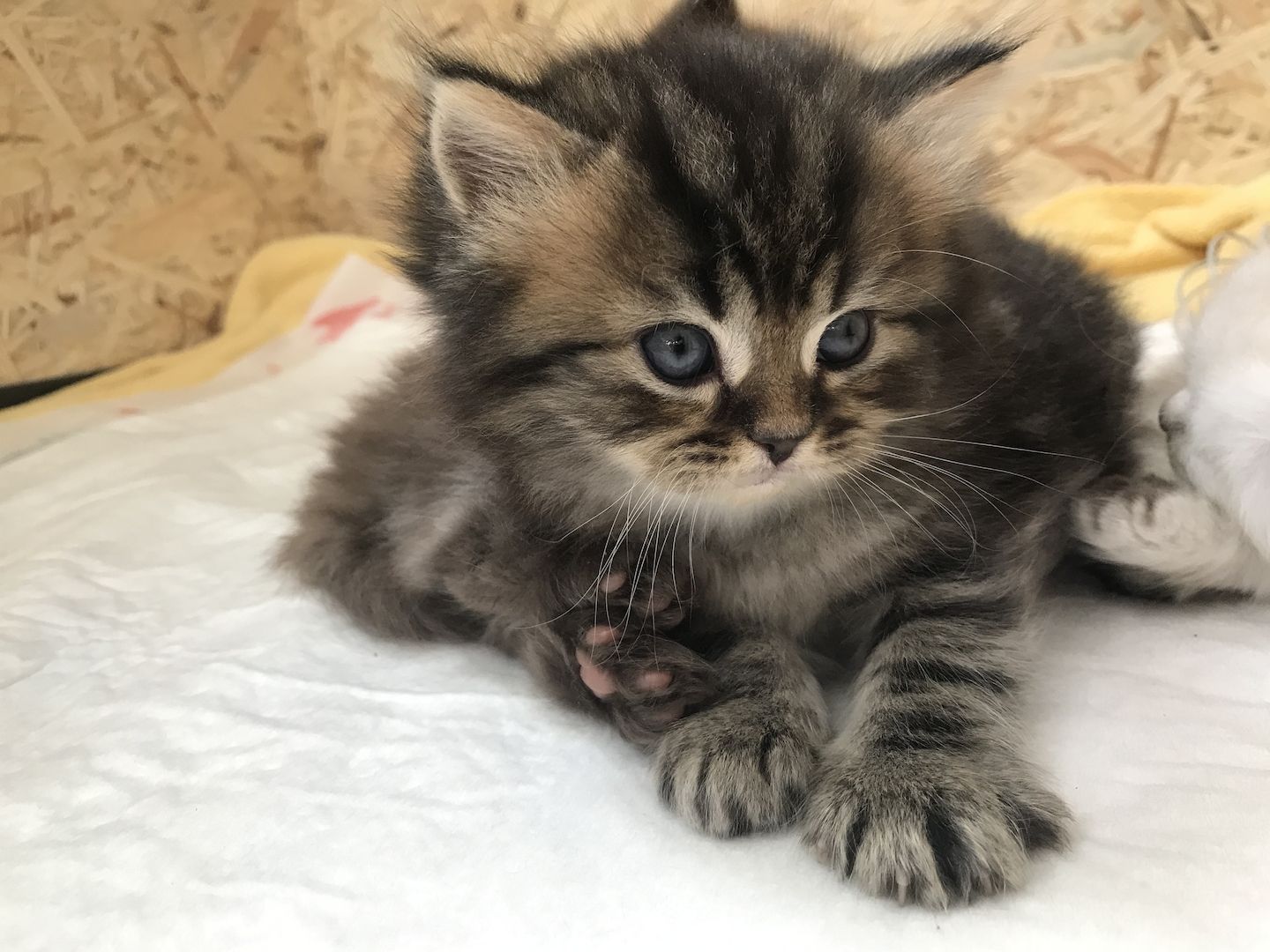 Britisch Langhaarkater Tiger