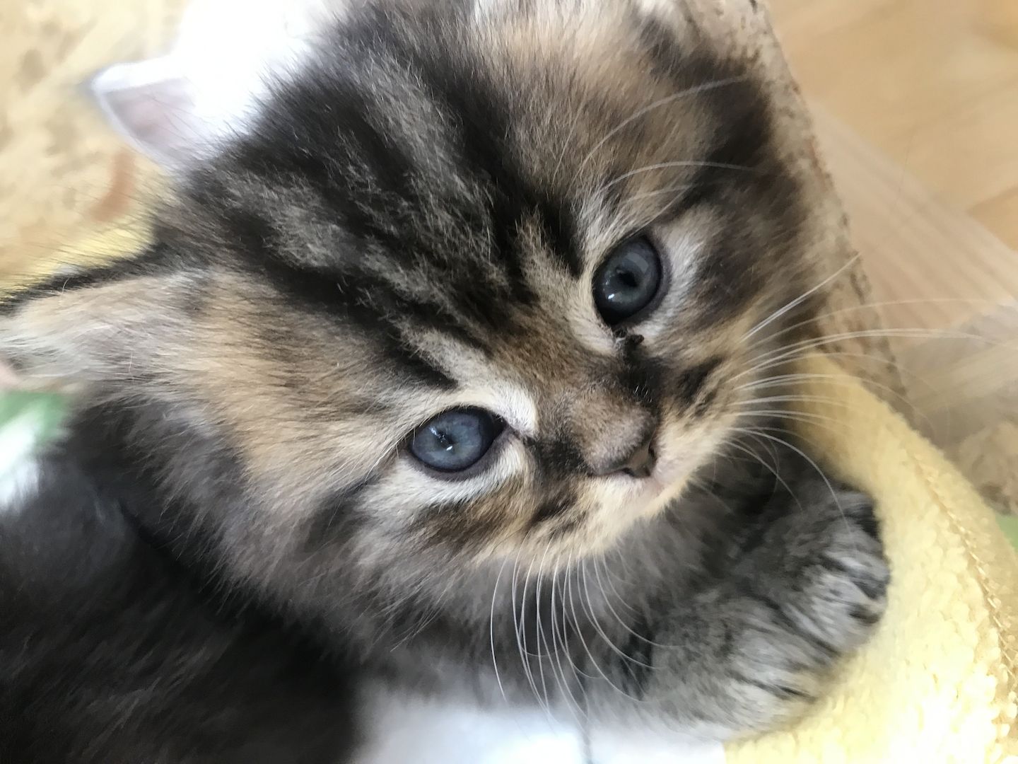 Britisch Langhaarkater Tiger