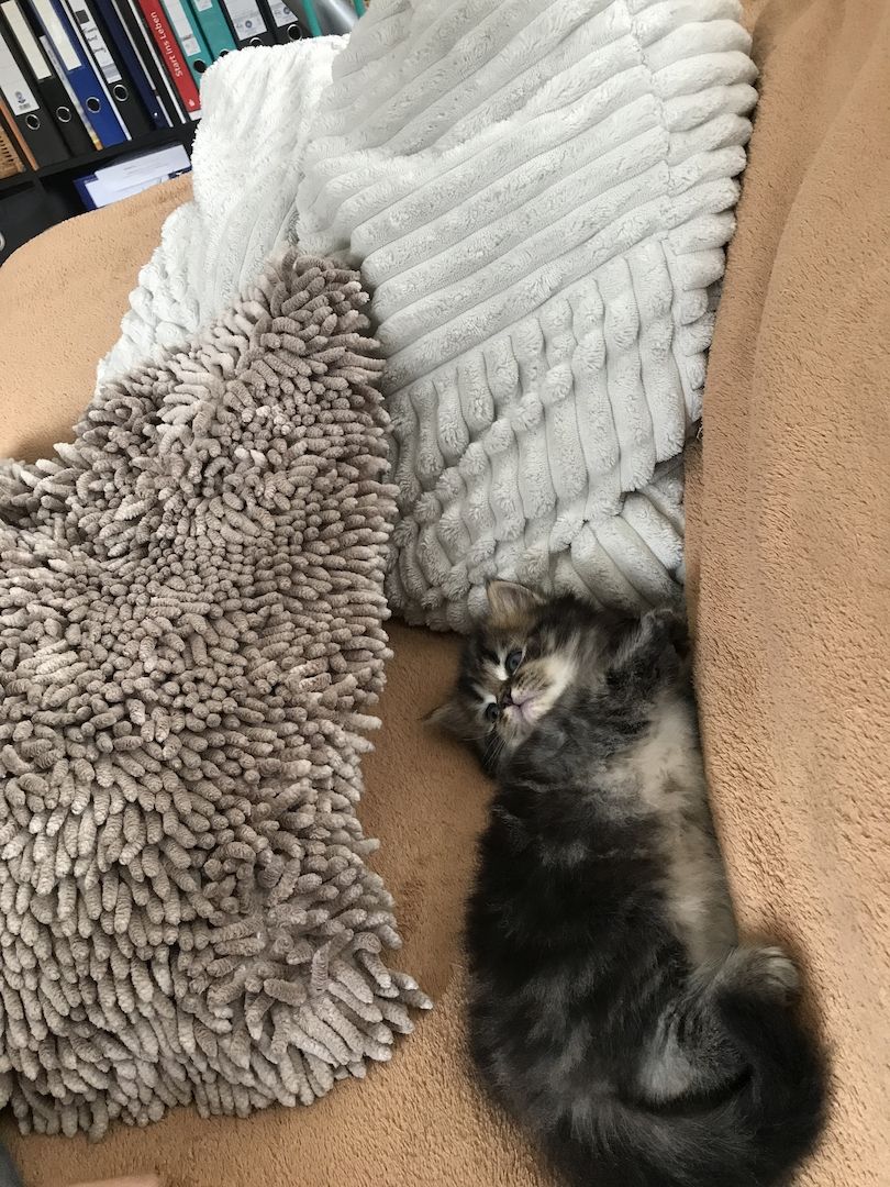 Britisch Langhaarkater Tiger