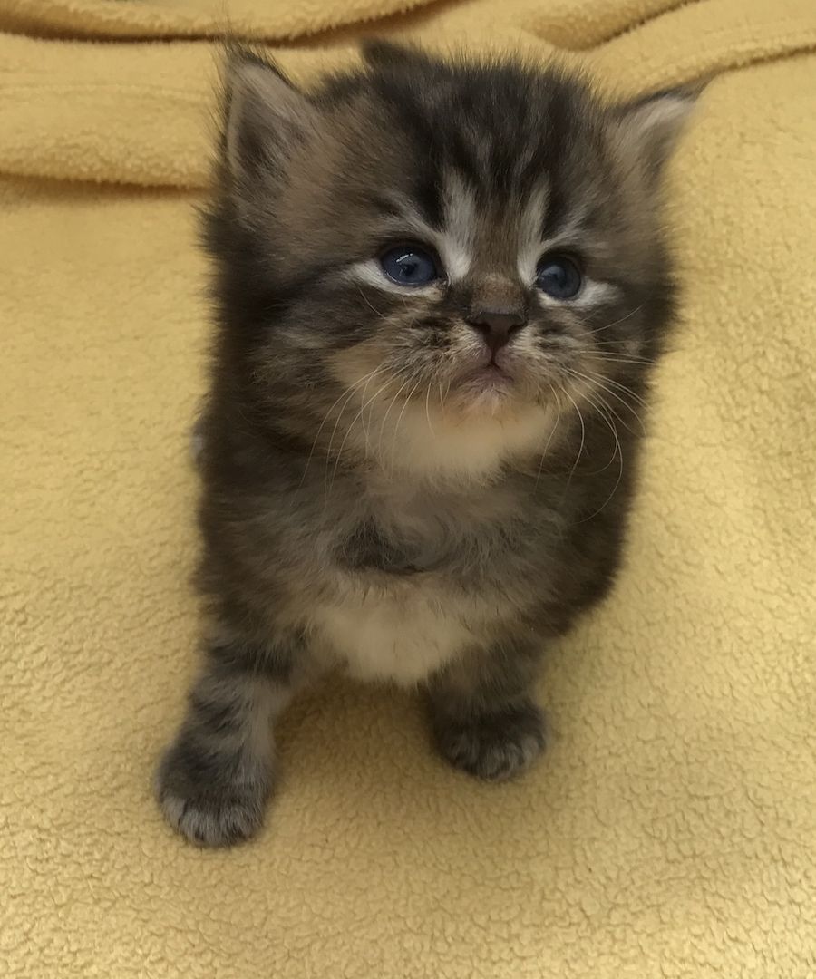 Britisch Langhaarkater Tiger