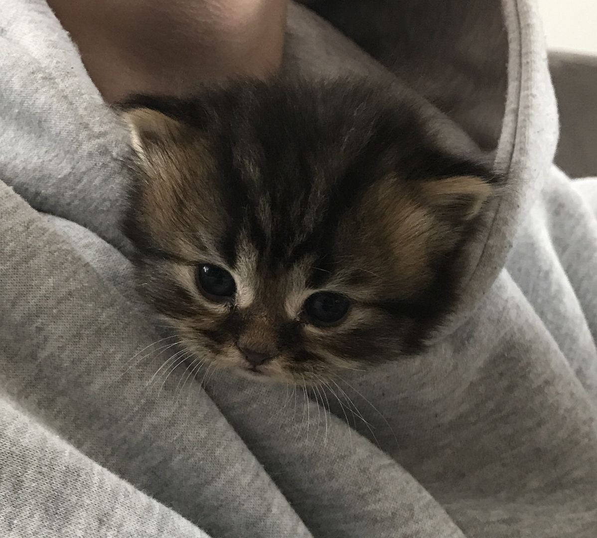 Britisch Langhaarkater Tiger