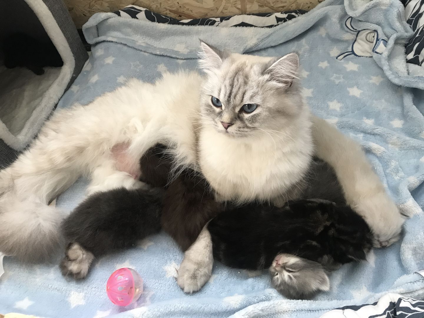 Britisch Langhaarkater Tiger