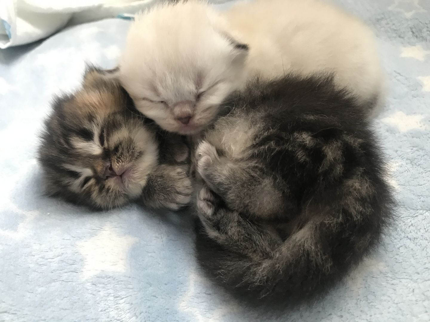 Britisch Langhaarkater Tiger