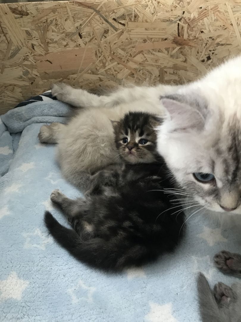 Britisch Langhaarkater Tiger