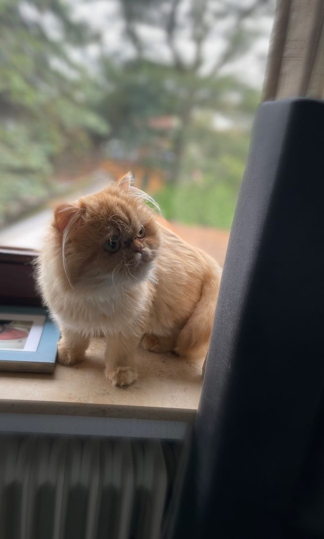 Reinrassige Perserkatze (Rotserie)