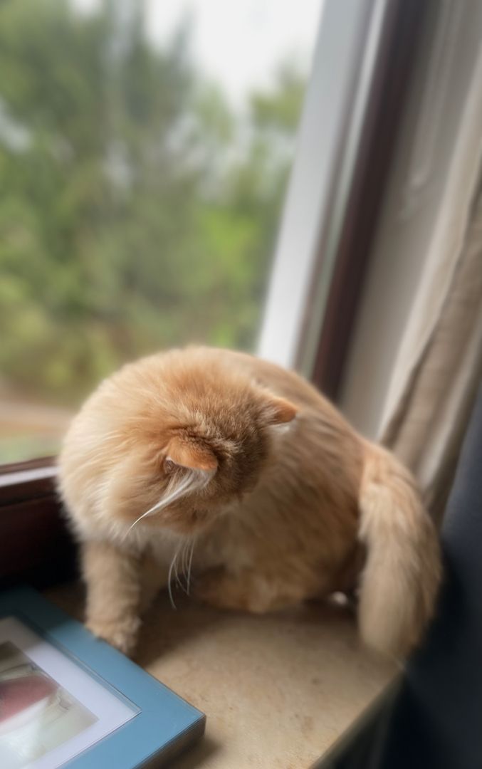 Reinrassige Perserkatze (Rotserie)