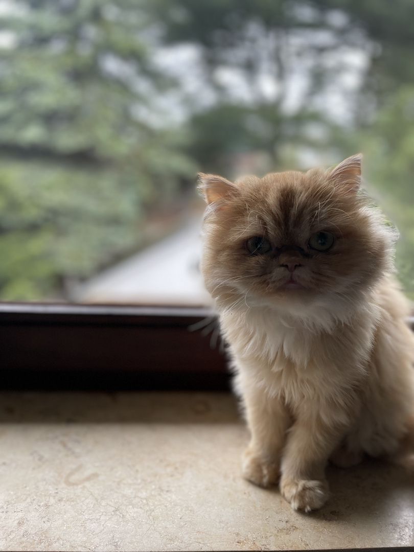 Reinrassige Perserkatze (Rotserie)