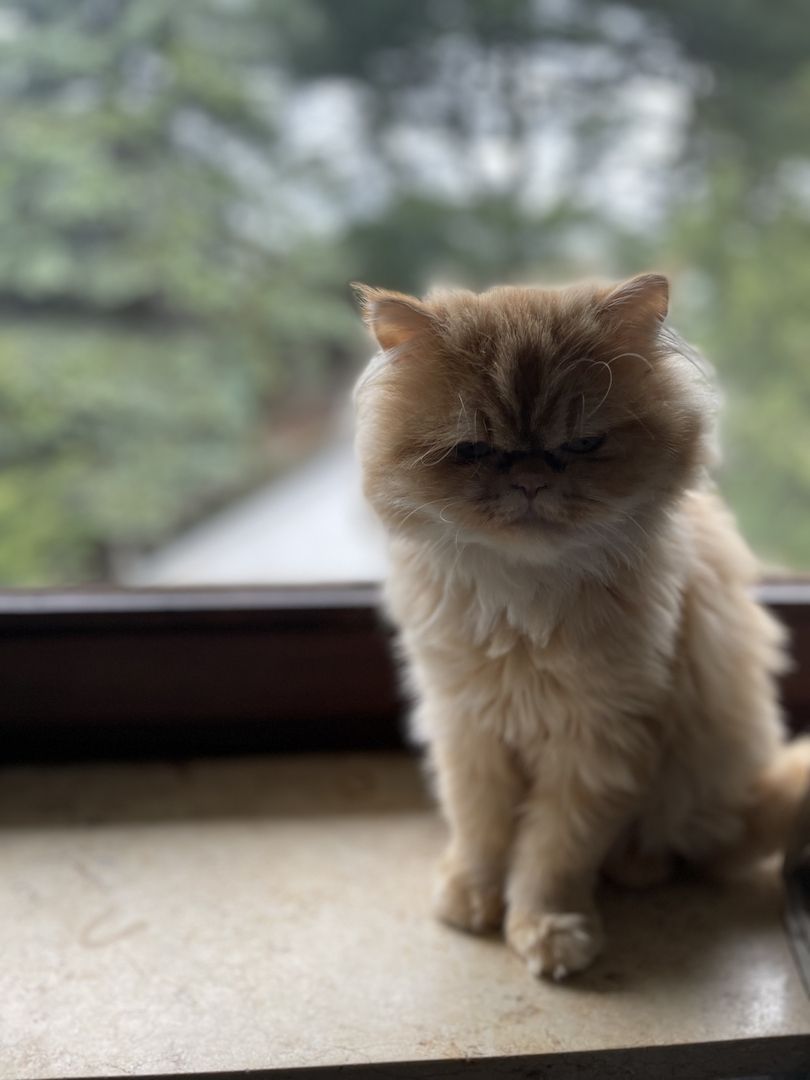 Reinrassige Perserkatze (Rotserie)