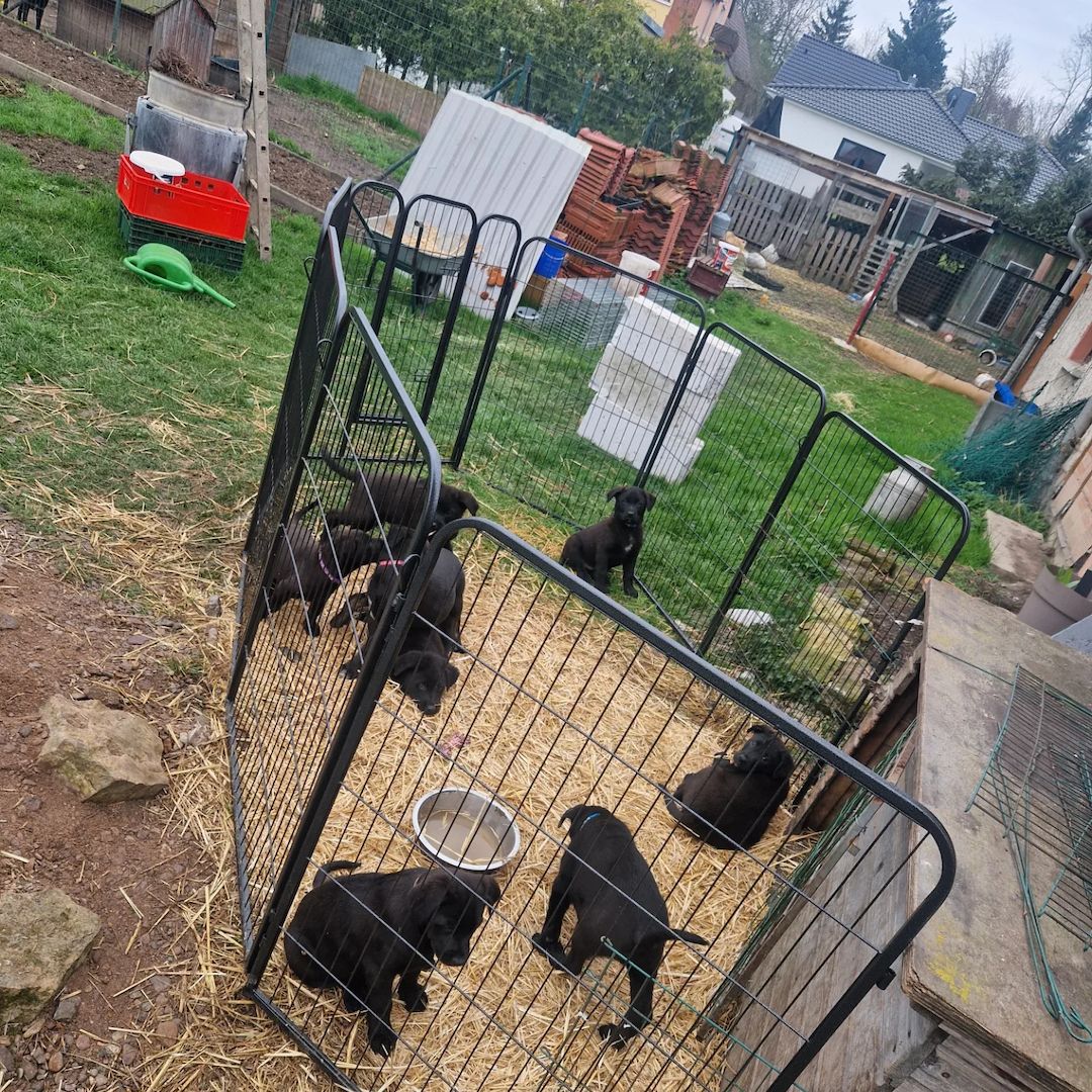 Labrador Dogge Welpen