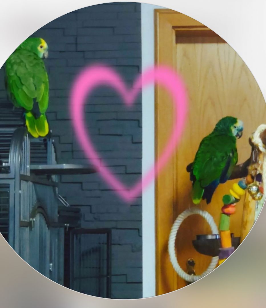 Papageien zu verkaufen Papageien zu verkaufen