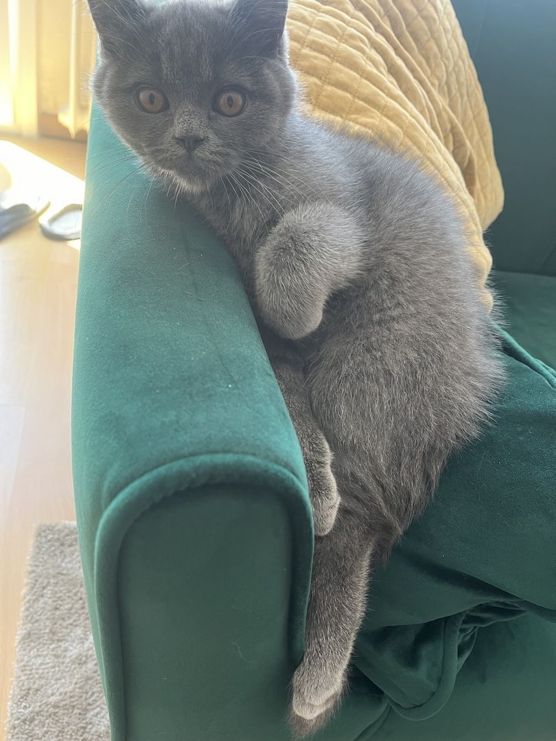 BKH Kitten reinrassig männlich (mit Zubehör)