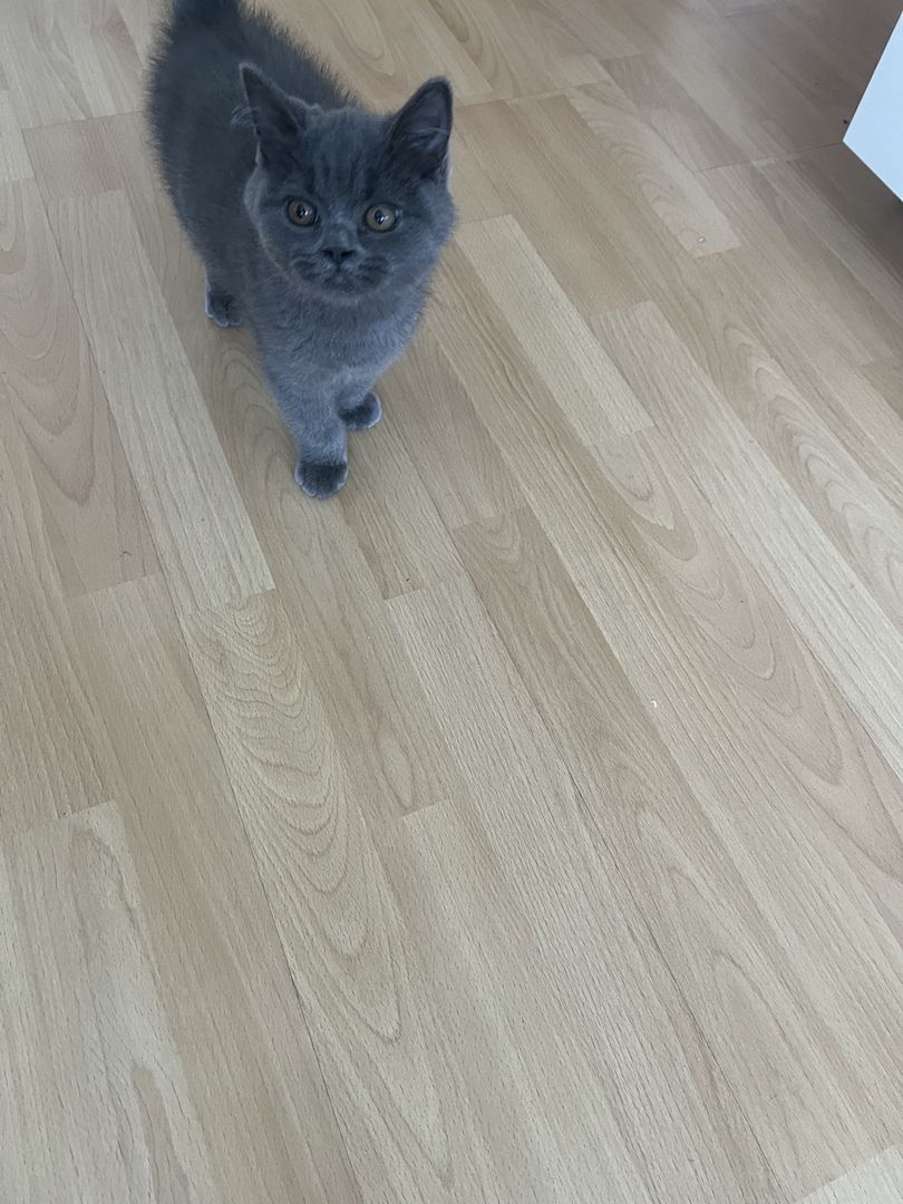 BKH Kitten reinrassig männlich (mit Zubehör)