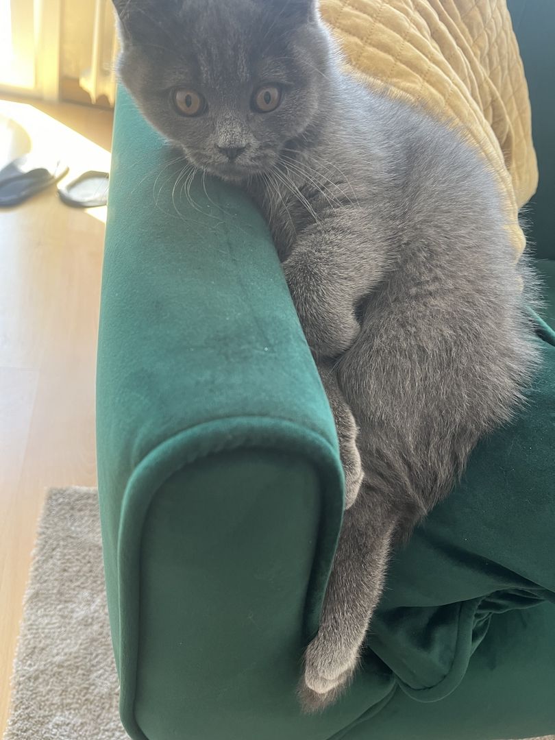 BKH Kitten reinrassig männlich (mit Zubehör)