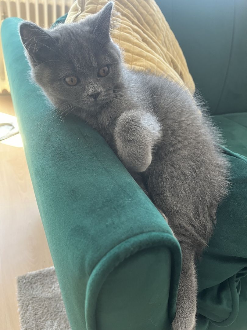 BKH Kitten reinrassig männlich (mit Zubehör)