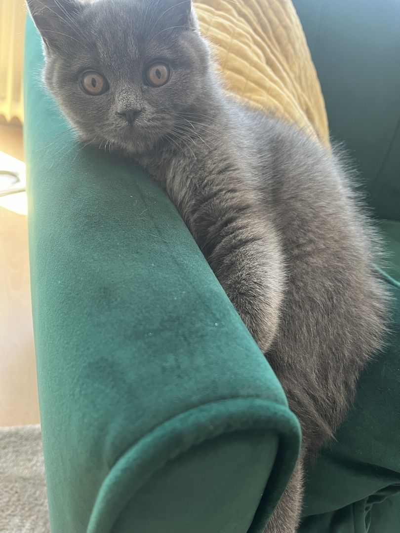 BKH Kitten reinrassig männlich (mit Zubehör)