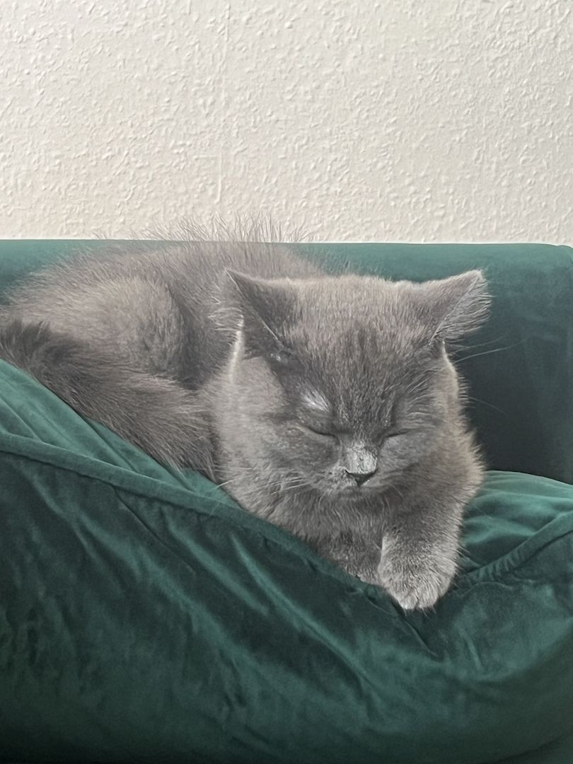 BKH Kitten reinrassig männlich (mit Zubehör)