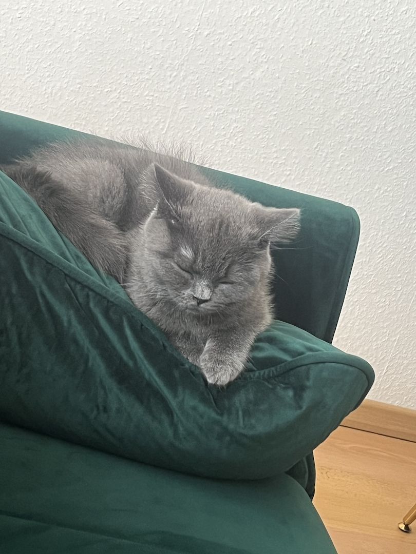 BKH Kitten reinrassig männlich (mit Zubehör)